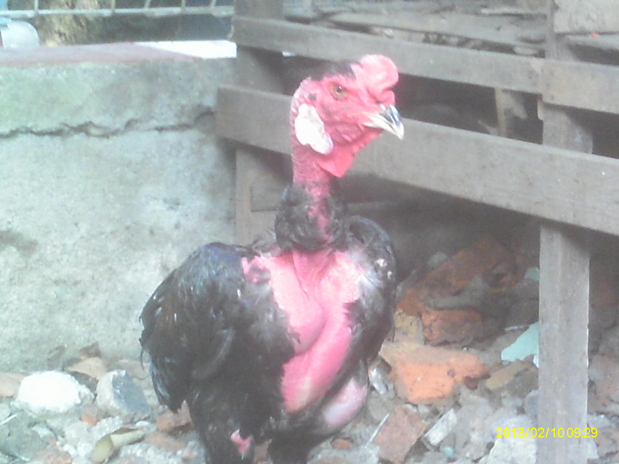 Rorotan Little Farm Kami Menyediakan Ayam Dengan Kualitas Super